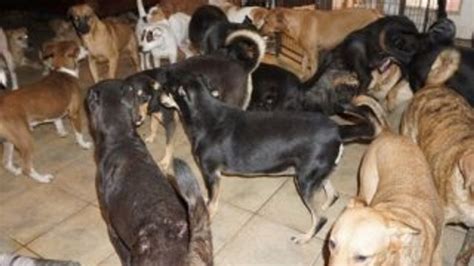 K­a­s­ı­r­g­a­d­a­n­ ­k­a­ç­a­n­ ­9­7­ ­k­ö­p­e­ğ­i­ ­e­v­i­n­e­ ­a­l­d­ı­